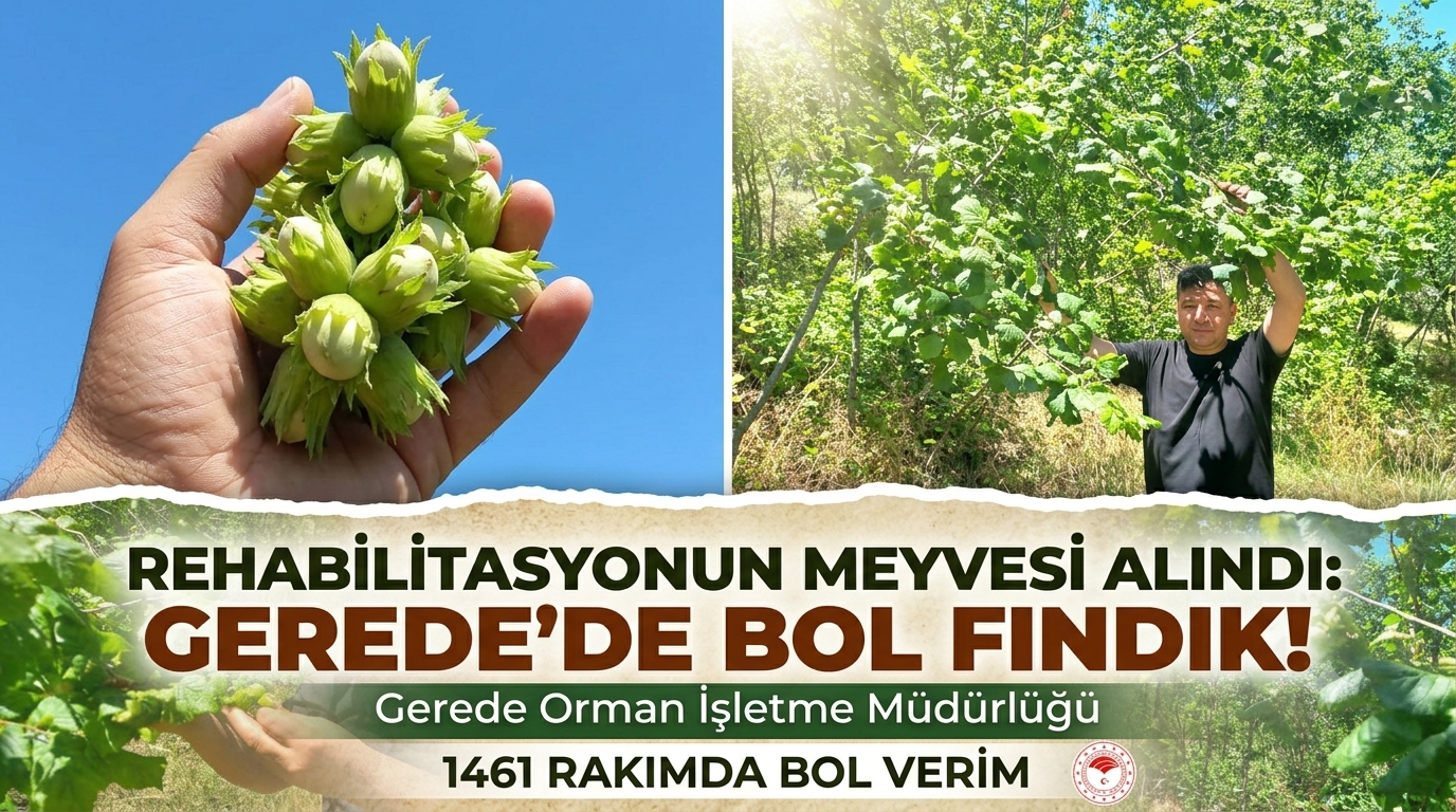 Gerede’de Doğal Fındık Ormanında Rehabilitasyon Meyvelerini Verdi