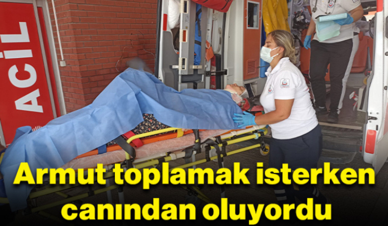 Armut toplamak isterken canından oluyordu