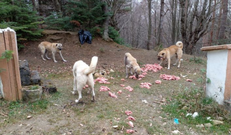 Bolu Belediyesi sokak hayvanlarını unutmadı