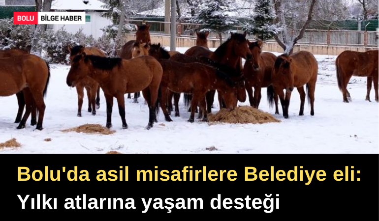Bolu'da asil misafirlere Belediye eli: Yılkı atlarına yaşam desteği