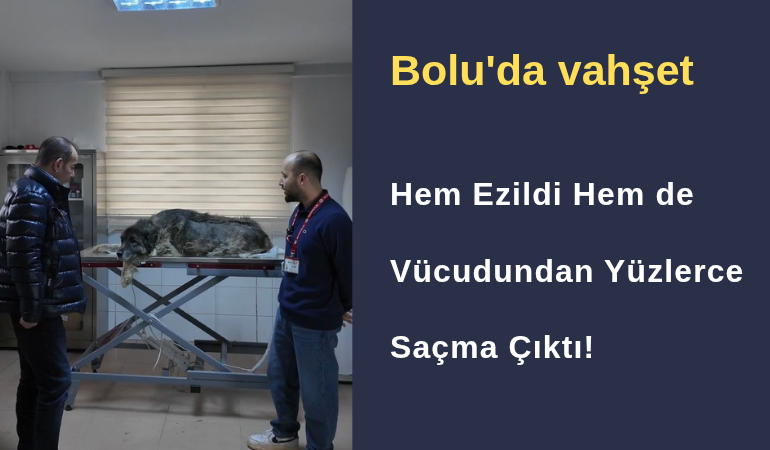 Bolu’da Vahşet: Hem Ezildi Hem de Vücudundan Yüzlerce Saçma Çıktı!