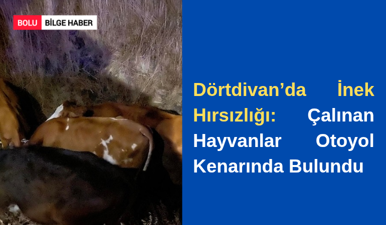 Dörtdivan’da İnek Hırsızlığı: Çalınan Hayvanlar Otoyol Kenarında Bulundu