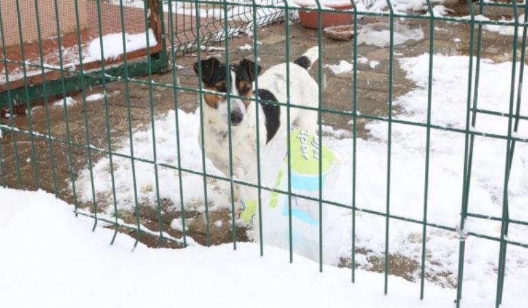 Karantinadaki Tekin ailesinin kedi ve köpeklerine Bolu Belediyesi sahip çıktı