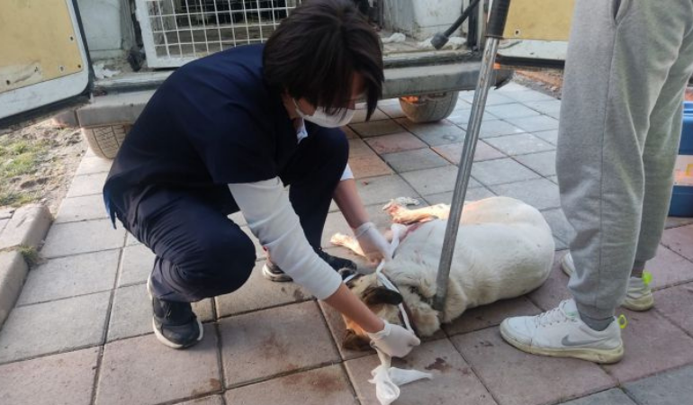 Kümesine giren köpeği vurdu